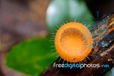 Orange Mushroom Stock Photo
