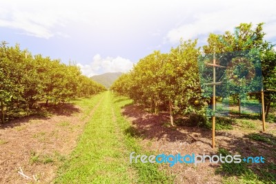 Orange Orchard In Thailand Stock Photo