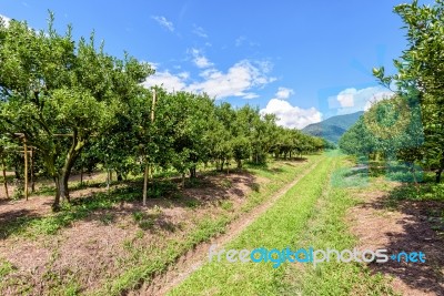 Orange Orchard In Thailand Stock Photo