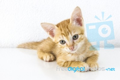 Orange Short Hair Kitten Sitting Isolated On White Cement Wall Background Stock Photo