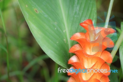 Orange  Siam Tulip Flower Or Curcuma Flower Stock Photo