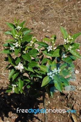 Orange Tree (before Having Orange Fruits) Stock Photo
