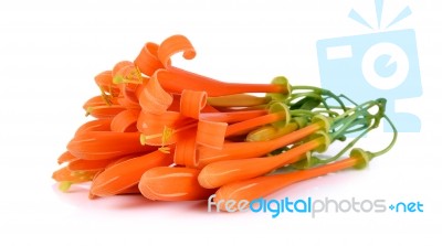 Orange Trumpet Flower Isolated On White Background Stock Photo