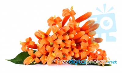 Orange Trumpet Flower Isolated On White Background Stock Photo