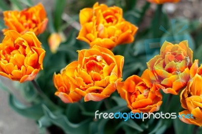Orange Tulips Stock Photo