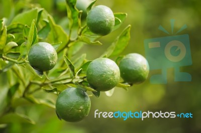 Oranges On A Tree Stock Photo