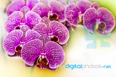 Orchid Stock Photo
