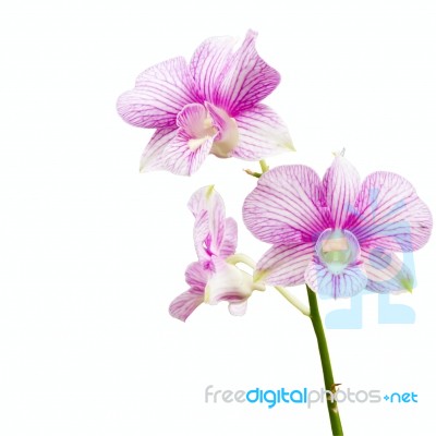Orchid Stock Photo