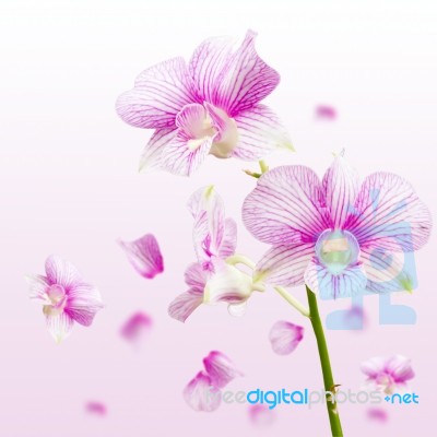 Orchid Stock Photo