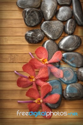orchid and black stone Stock Photo