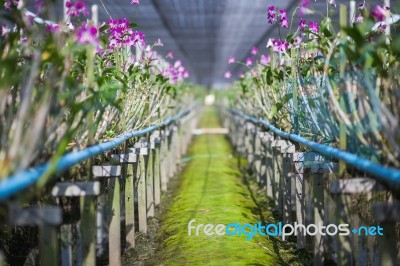 Orchid Farm Stock Photo
