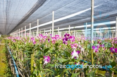 Orchid Farm Stock Photo