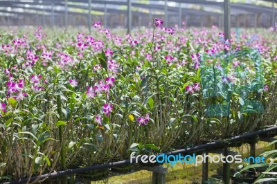 Orchid Farm Stock Photo
