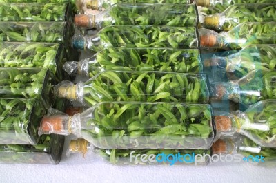 Orchid Flasks Tissue Culture Stock Photo