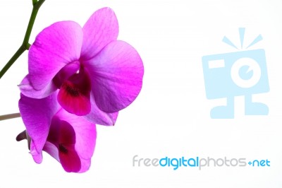 Orchid Flower Stock Photo