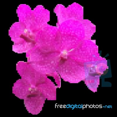 Orchid Flower Stock Image