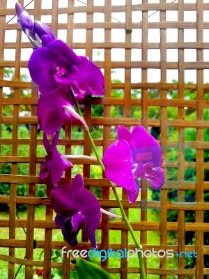 Orchid  Flower And Bamboo Net Stock Photo