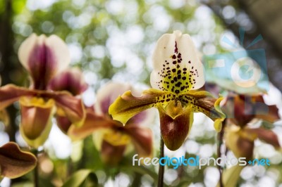 Orchid Flower In The Garden, Thailand Stock Photo