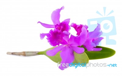 Orchid Flower Isolated On The White Background Stock Photo