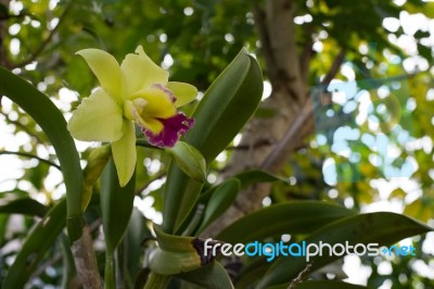 Orchid Flowers With Leaves Stock Photo