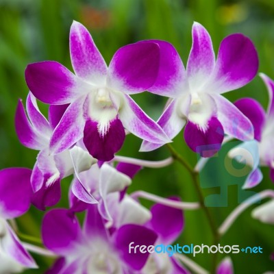 Orchid In Singapore Botannical Gardens Stock Photo