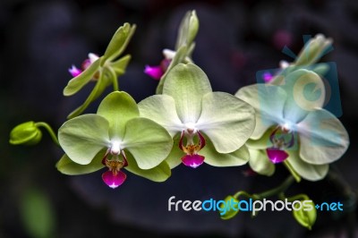 Orchid In Singapore Botannical Gardens Stock Photo