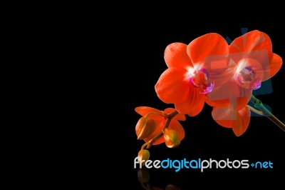 Orchid Isolated On Black Background Stock Photo