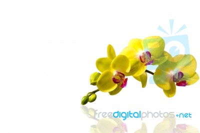 Orchid Isolated On White Background Stock Photo