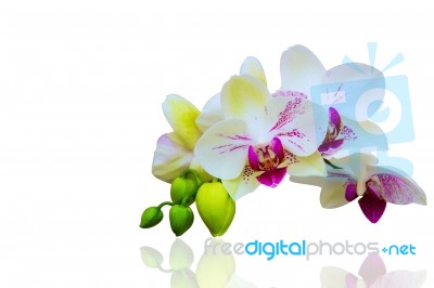 Orchid Isolated On White Background Stock Photo