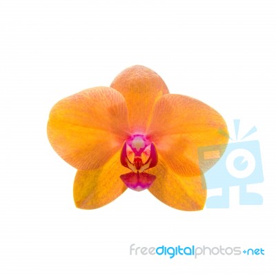 Orchid Isolated On White Background Stock Photo