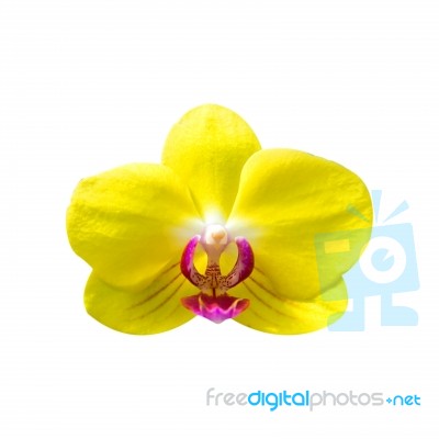 Orchid Isolated On White Background Stock Photo Orchid Isolated On White Background Stock Photo