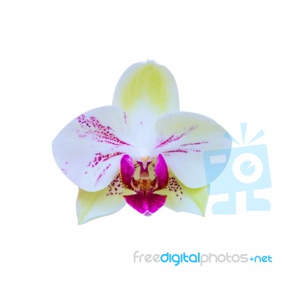 Orchid Isolated On White Background Stock Photo Orchid Isolated On White Background Stock Photo