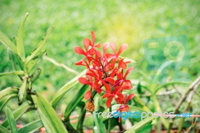 Orchid With Green Background Stock Photo