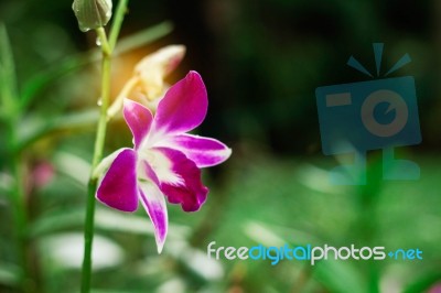Orchid With Green Nature Stock Photo