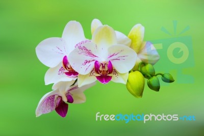 Orchid,spa Background Stock Photo