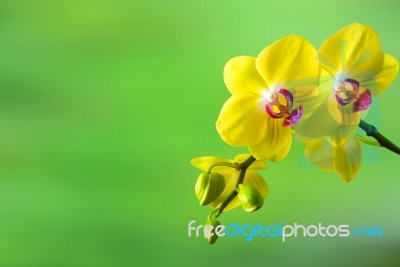 Orchid,spa Background Stock Photo