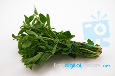 Oregano Stock Photo