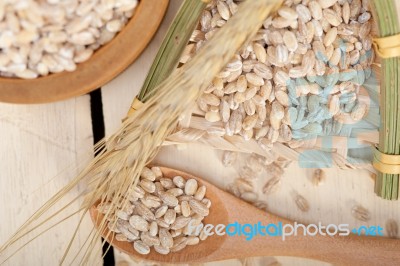 Organic Barley Grains Stock Photo