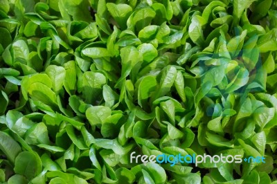 Organic Green Fields Grow Vegetables Stock Photo Organic Green Fields Grow Vegetables Stock Photo