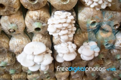 Organic Mushroom Farm Stock Photo