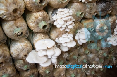 Organic Mushroom Farm Stock Photo