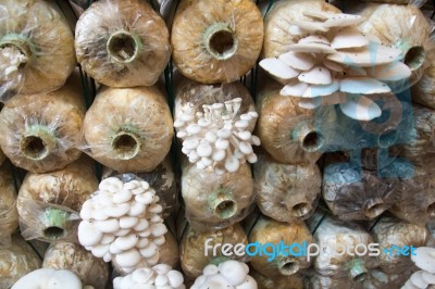 Organic Mushroom Farm Stock Photo