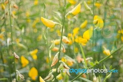 Organic Sun Hemp Flower In Farm Stock Photo
