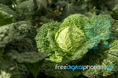 Organic Vegetables Garden Stock Photo