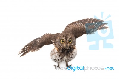 Oriental Scops Owl Isolate On White Background Stock Photo