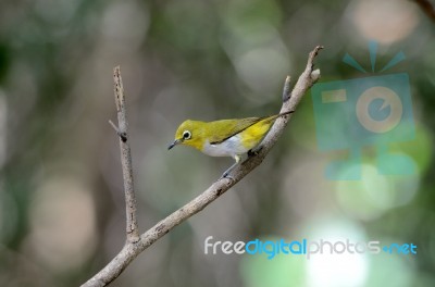 Oriental White-eye Stock Photo