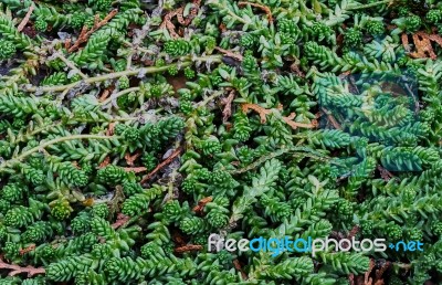 Ornamental Grass Stock Photo