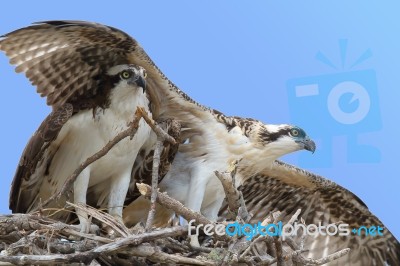 Osprey And Offspring Stock Photo