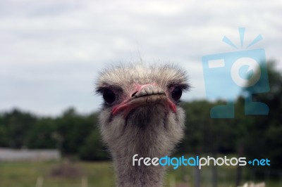 Ostrich Stock Photo