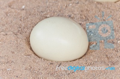 Ostrich Egg On Sand Stock Photo
